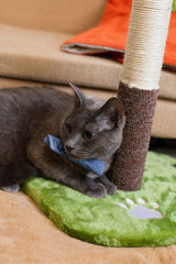 Rascador Con Alfombra Gato Pet